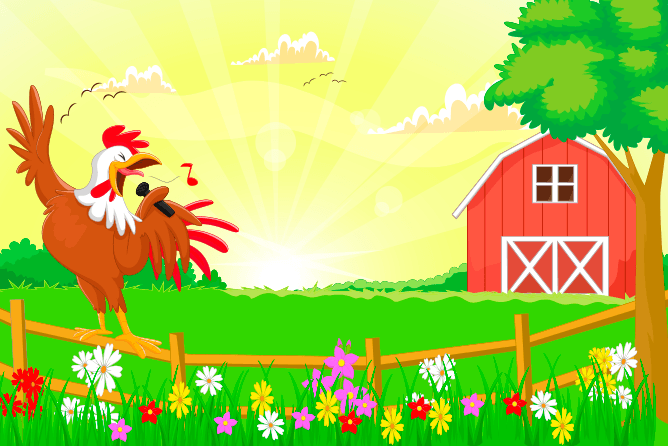 Gallo cantando en granja