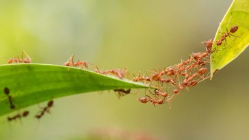 sabias que la hormiga es capaz de levar cien veces su peso