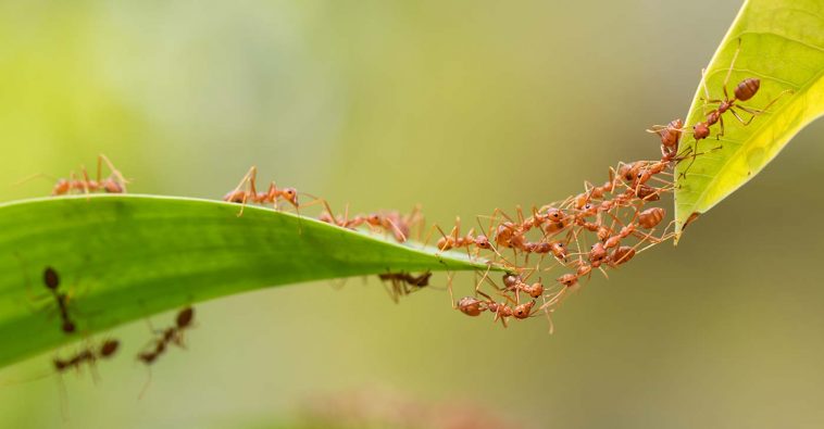 sabias que la hormiga es capaz de levar cien veces su peso